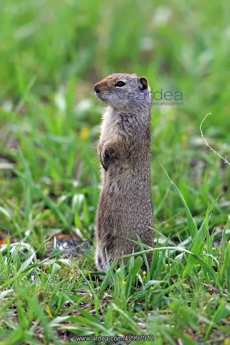 : Uinta Ground Squirrel / Potgut - standing alert : Uinta Ground Squirrel / Potgut - standing alert