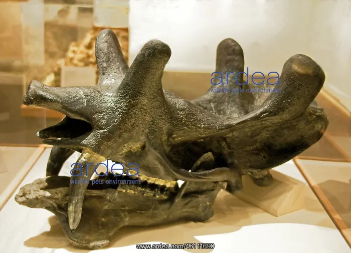 : Uintathere Skull Fossil : Uintathere Skull Fossil