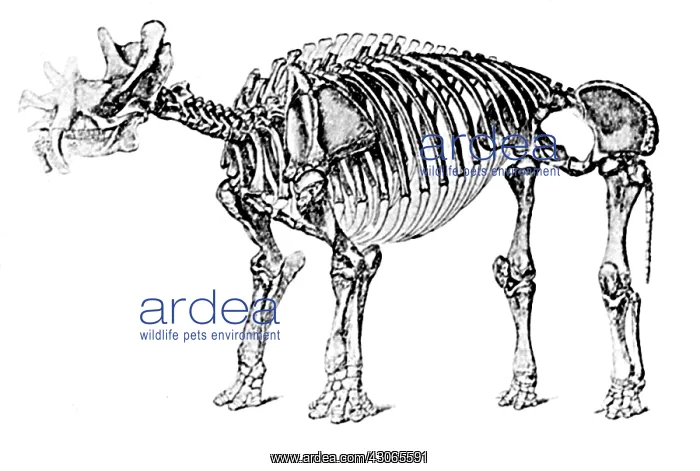 : Uintatherium, AKA Dinoceras, Cenozoic Mammal : Uintatherium, AKA Dinoceras, Cenozoic Mammal
