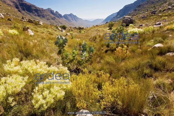 : The Uitkyk Pass - with fynbos in the foreground : The Uitkyk Pass - with fynbos in the foreground