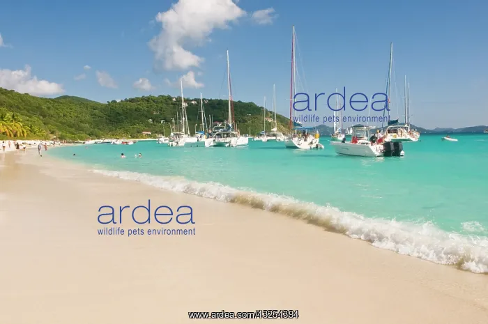 : UK, BVI, Jost van Dyke, White Bay. Popular : UK, BVI, Jost van Dyke, White Bay. Popular