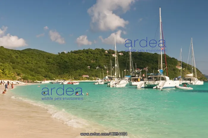 : UK, BVI, Jost van Dyke, White Bay. Popular : UK, BVI, Jost van Dyke, White Bay. Popular