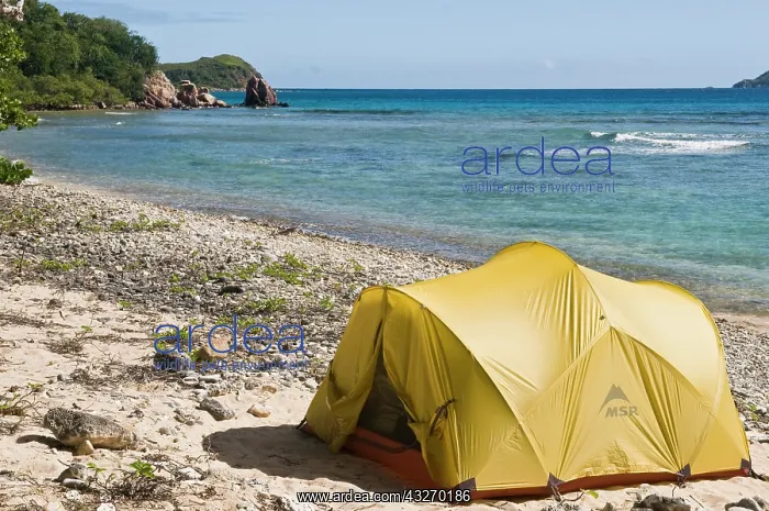 : UK, BVI, Peter Island. Campsite on uninhabited : UK, BVI, Peter Island. Campsite on uninhabited