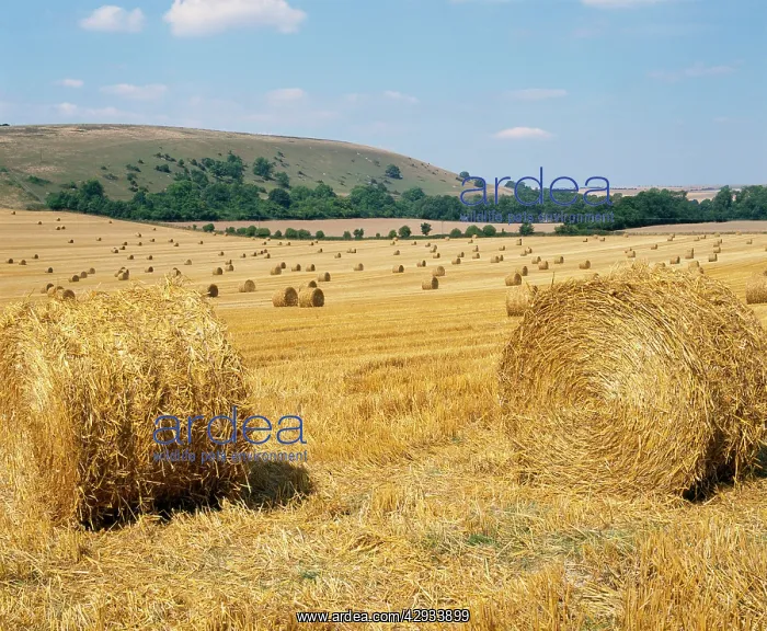 : UK - Corn bales on South Downs : UK - Corn bales on South Downs