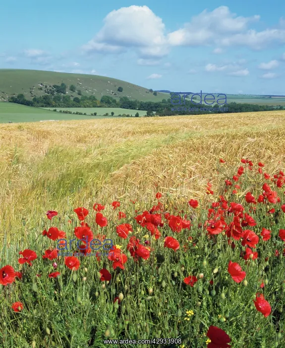 : UK - Corn fields & poppies on South Downs, as a : UK - Corn fields & poppies on South Downs, as a