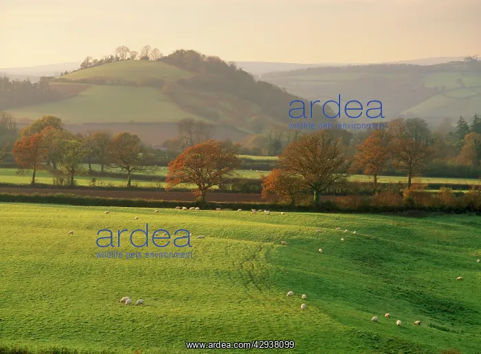: UK - Devon. Fields with Hood Ball sheep in foreground : UK - Devon. Fields with Hood Ball sheep in foreground
