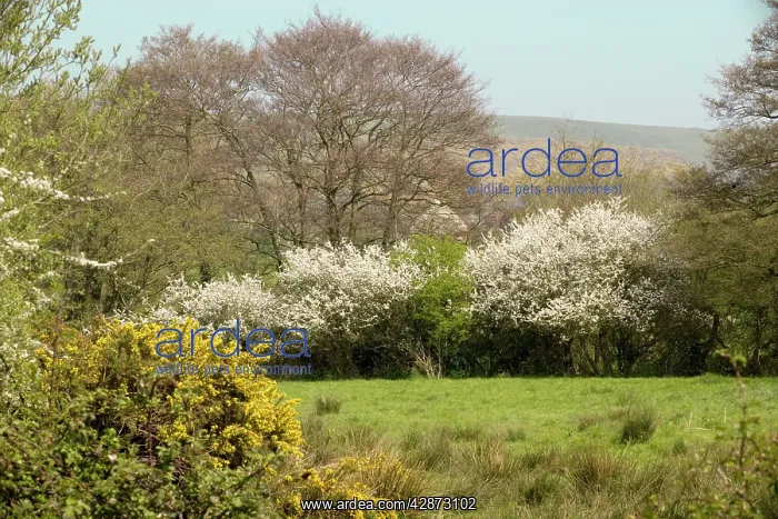 : UK - Dorset countryside in spring, near Corfe Castle : UK - Dorset countryside in spring, near Corfe Castle