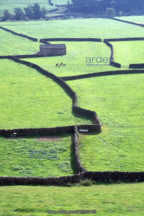 : UK - dry stone walls typical of Yorkshire Dales : UK - dry stone walls typical of Yorkshire Dales