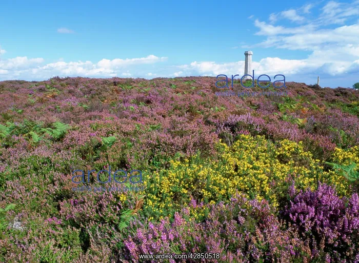 : UK - heathland in flower at Hardy Monument with : UK - heathland in flower at Hardy Monument with