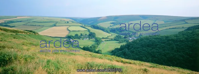 : UK - high summer landscape, bleached grasses & : UK - high summer landscape, bleached grasses &