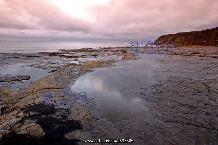 : UK - Kimmeridge Bay striated rock ledges at low : UK - Kimmeridge Bay striated rock ledges at low