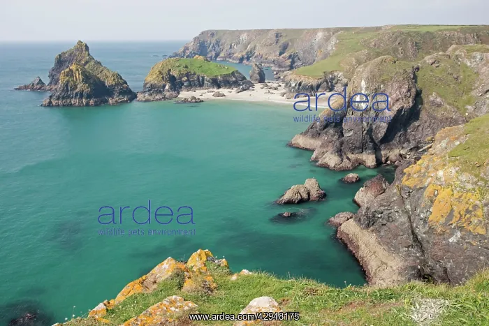 : UK - Kynance Cove viewed from cliffs. The Lizard Cornwall : UK - Kynance Cove viewed from cliffs. The Lizard Cornwall