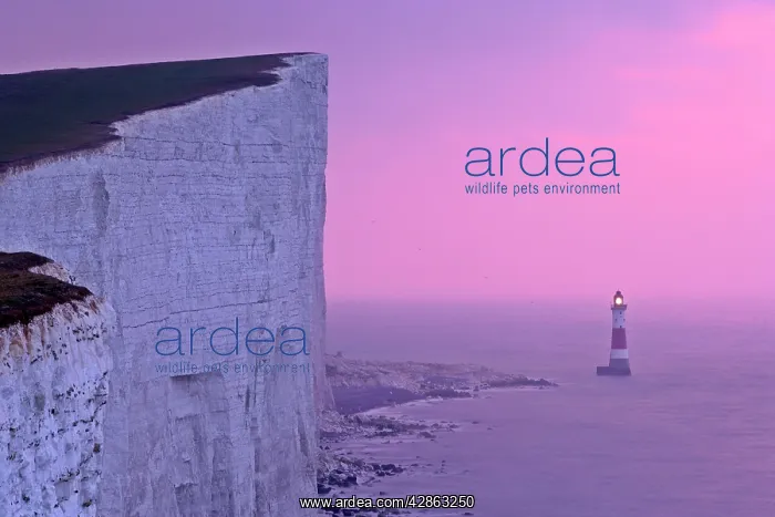 : UK - lighthouse at Beachy Head with steep chalk : UK - lighthouse at Beachy Head with steep chalk