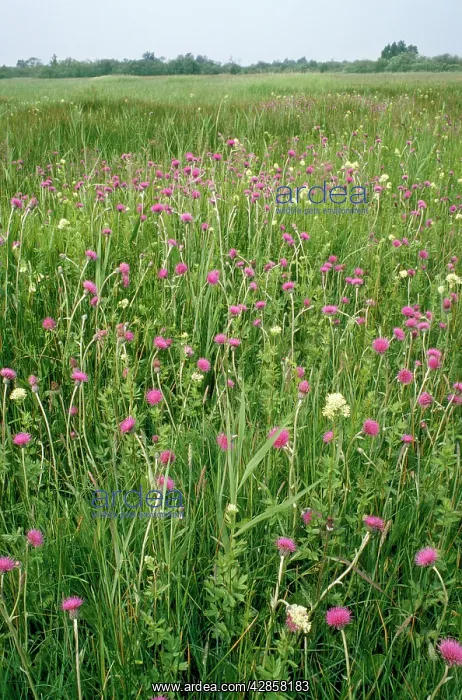 : UK - Thistle & Meadow Rue : UK - Thistle & Meadow Rue