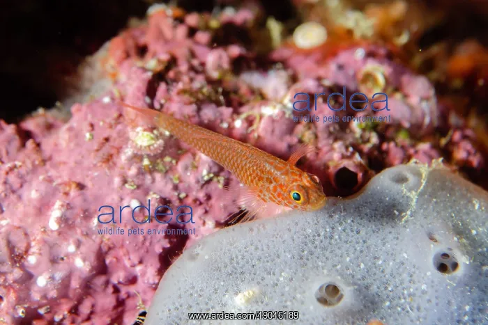  : Ukkrit's Pygmygoby
