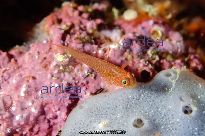 : Ukkrit's Pygmygoby - recently described (2021) - Two Tree : Ukkrit's Pygmygoby - recently described (2021) - Two Tree