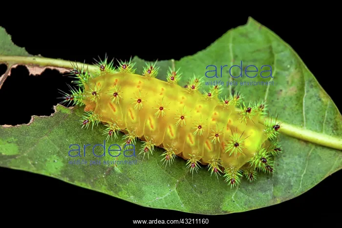 : Ulamia moth (Ulamia sp) caterpillar on a leaf, Saramaca : Ulamia moth (Ulamia sp) caterpillar on a leaf, Saramaca