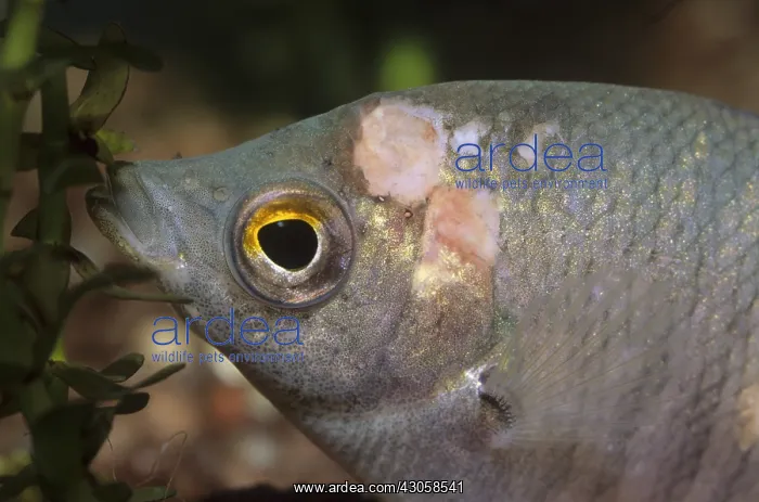 : Ulcers on the head of a freshwater aquarium fish : Ulcers on the head of a freshwater aquarium fish
