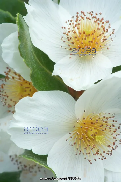 : Ulmo Tree flowers - white flowers of the Ulmo Tree : Ulmo Tree flowers - white flowers of the Ulmo Tree