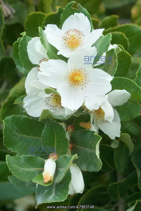  : Ulmo Tree flowers - white flowers of the Ulmo Tree