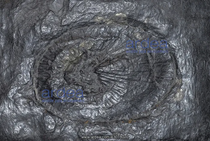 : Ulodendron Tree Fossil : Ulodendron Tree Fossil