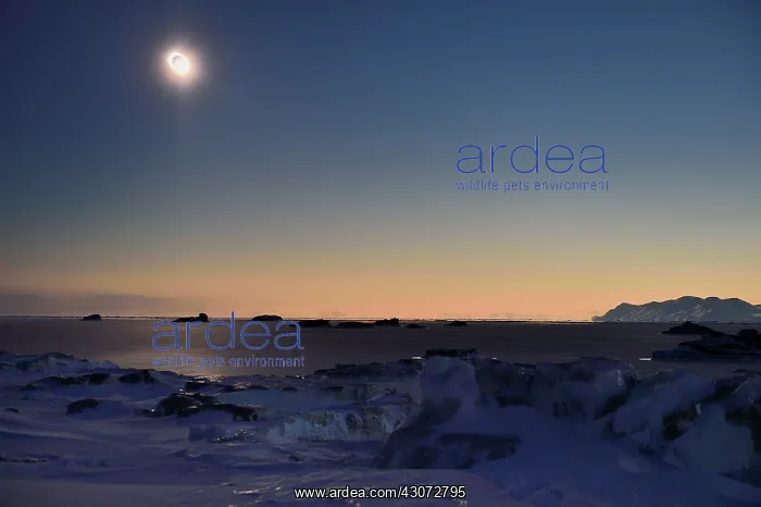 : Ultra violet lights on the snow of the ice Agardbukta : Ultra violet lights on the snow of the ice Agardbukta