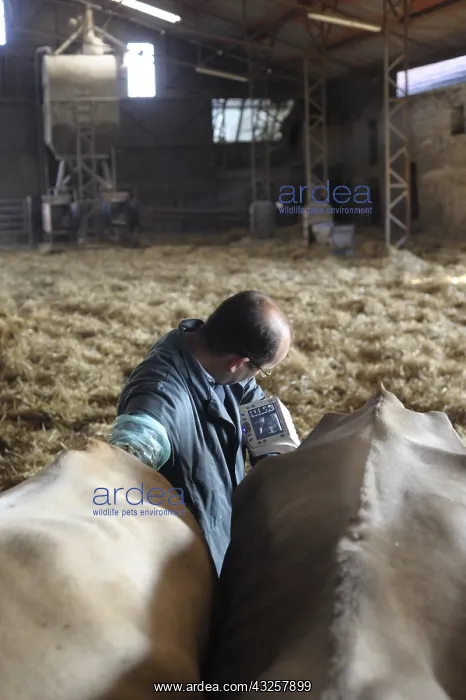 : Ultrasound of dairy cows by a veterinarian France : Ultrasound of dairy cows by a veterinarian France
