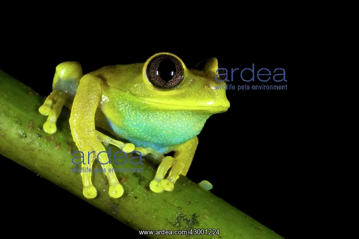 : Uluguru Forest / Ruby-eyed Tree Frog : Uluguru Forest / Ruby-eyed Tree Frog