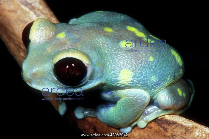 : Uluguru Forest Treefrog : Uluguru Forest Treefrog