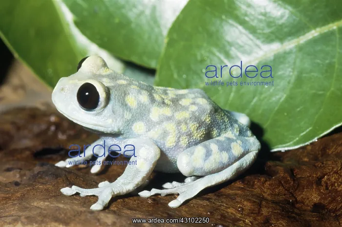 : Uluguru Forest Treefrog : Uluguru Forest Treefrog