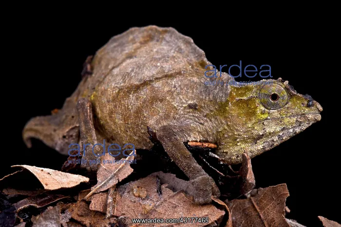: Uluguru pygmy chameleon (Rhampholeon uluguruensis) : Uluguru pygmy chameleon (Rhampholeon uluguruensis)