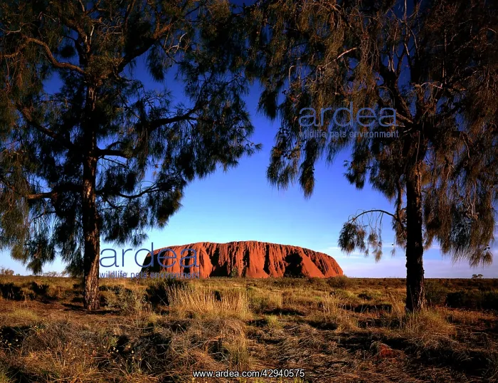 : Uluru (Ayers Rock) - framed by Desert Oak Trees at sunset : Uluru (Ayers Rock) - framed by Desert Oak Trees at sunset