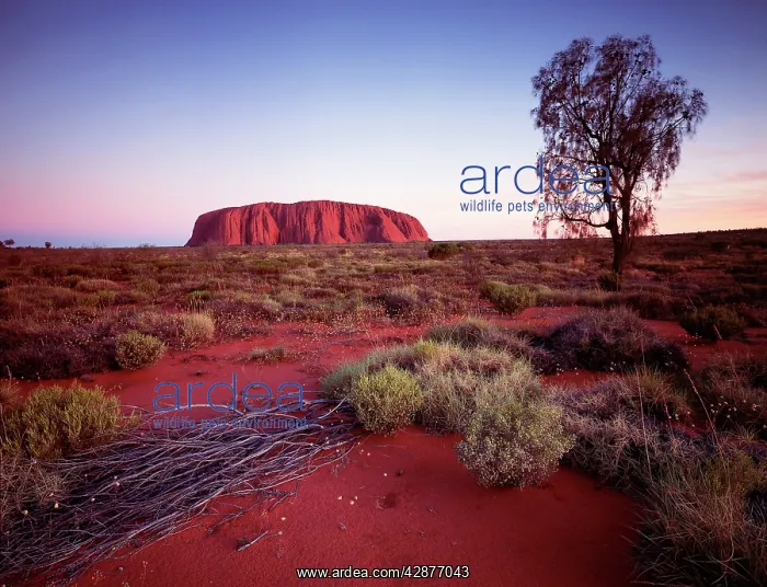  : Uluru  /  Ayers Rock - at sunset