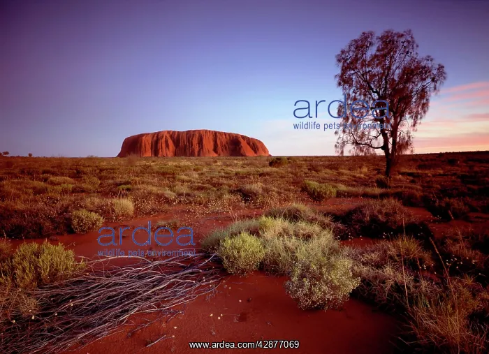 : Uluru / Ayers Rock - at sunset : Uluru / Ayers Rock - at sunset