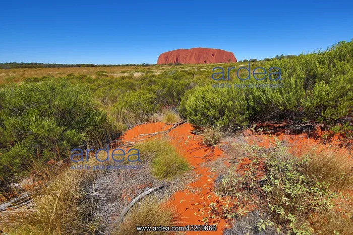 : Uluru, Ayers Rock, Uluru-Kata Tjuta National Park : Uluru, Ayers Rock, Uluru-Kata Tjuta National Park