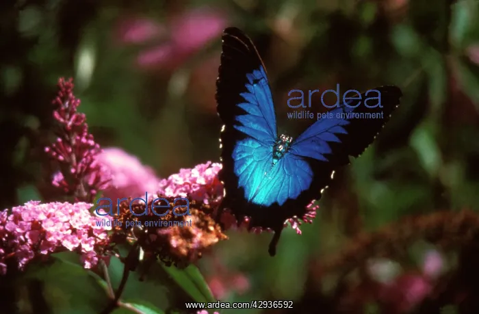 : Ulysses butterfly - on Buddleia (Buddleia sp.) flowers : Ulysses butterfly - on Buddleia (Buddleia sp.) flowers
