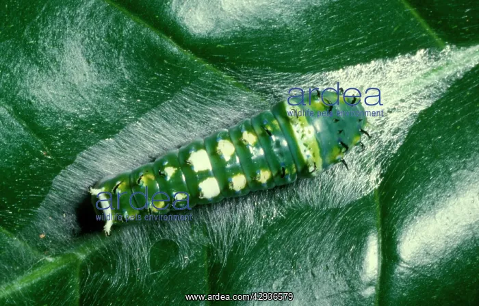 : Ulysses butterfly - larva / Caterpillar resting : Ulysses butterfly - larva / Caterpillar resting