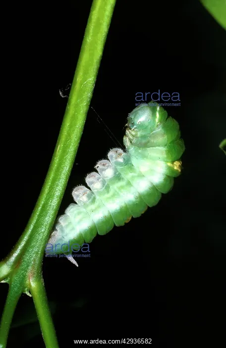 : Ulysses butterfly - pre-pupa : Ulysses butterfly - pre-pupa