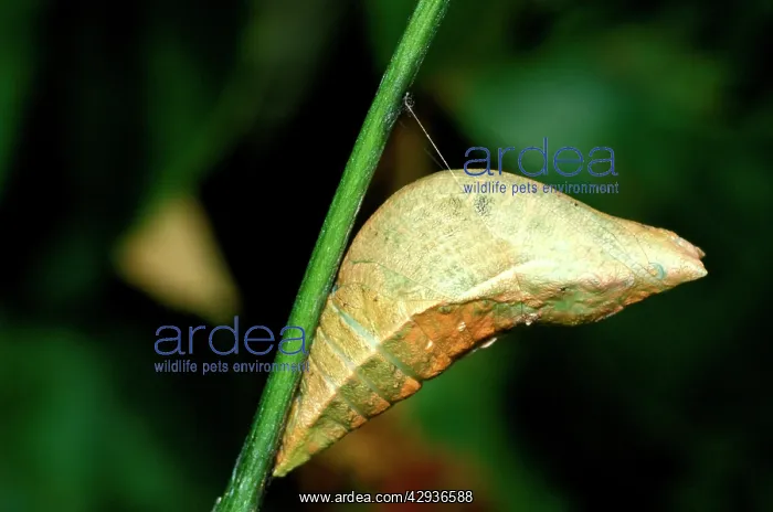 : Ulysses butterfly - pupa : Ulysses butterfly - pupa