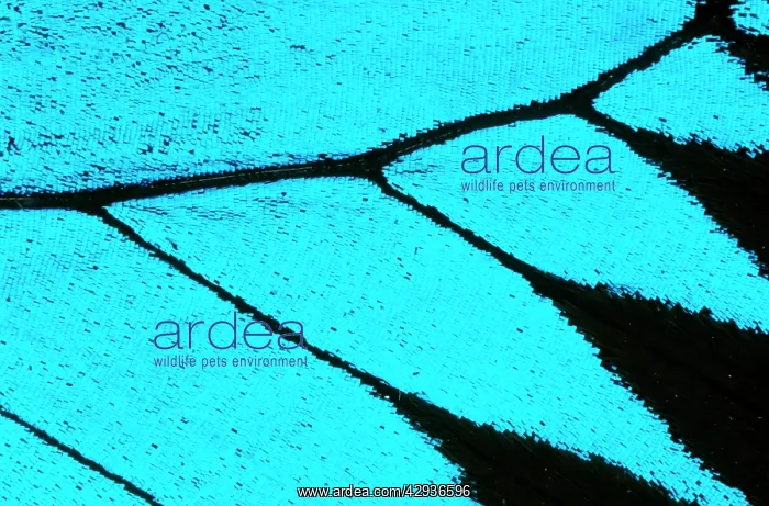 : Ulysses butterfly - wing scales : Ulysses butterfly - wing scales