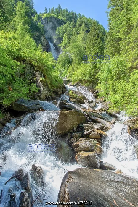 : Umballfall mountain stream in the Hohe Tauern National : Umballfall mountain stream in the Hohe Tauern National