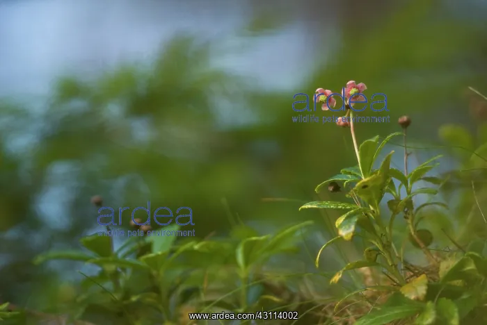 : Umbellate Wintergreen : Umbellate Wintergreen