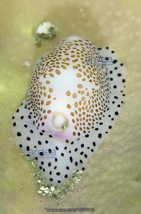 : Umbilical Egg Shell : Umbilical Egg Shell