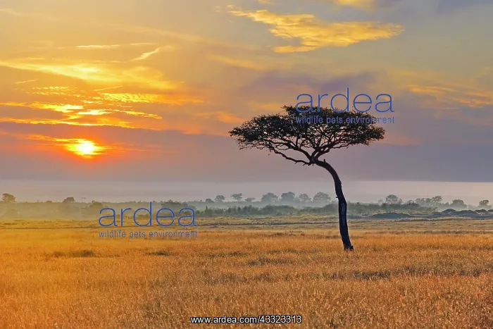 : umbrella acacia (Acacia tortilis), shortly in front : umbrella acacia (Acacia tortilis), shortly in front