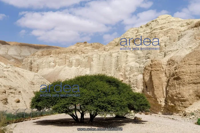 : Umbrella acacia (Vachellia tortilis) in dry stream : Umbrella acacia (Vachellia tortilis) in dry stream