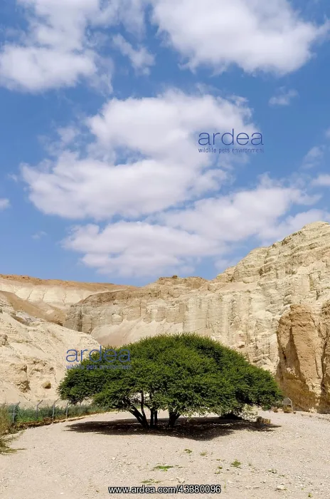 : Umbrella acacia (Vachellia tortilis) in dry stream : Umbrella acacia (Vachellia tortilis) in dry stream