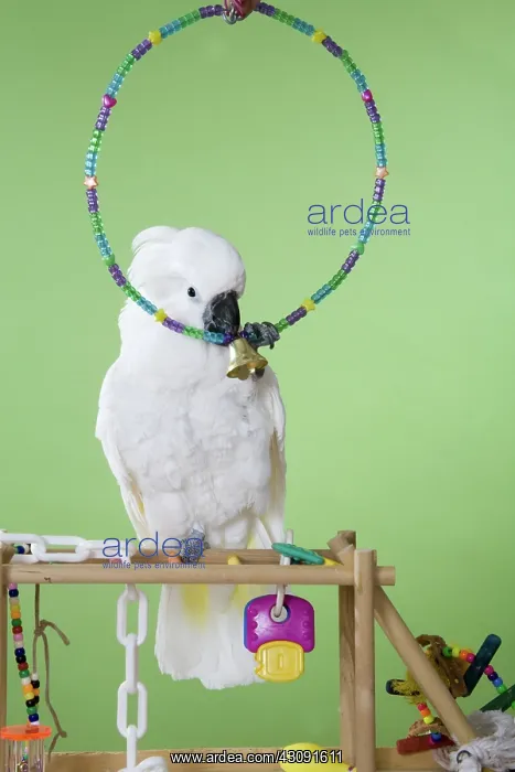 : Umbrella Cockatoo : Umbrella Cockatoo