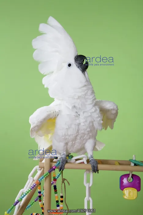: Umbrella Cockatoo : Umbrella Cockatoo