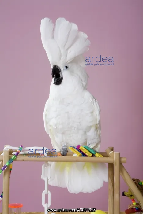 : Umbrella Cockatoo : Umbrella Cockatoo