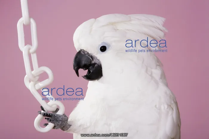 : Umbrella Cockatoo : Umbrella Cockatoo